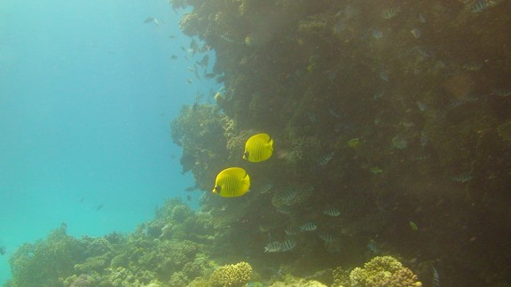 Red Sea