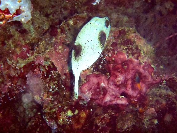 Similan.Tailandia