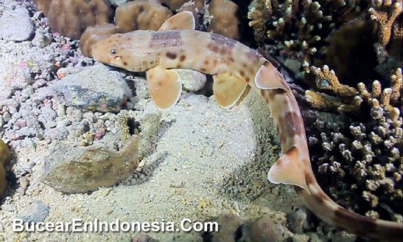 Indonesia