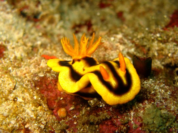 Cebu, Filippinerna