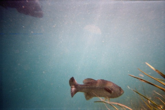 Florida, Rainbow River