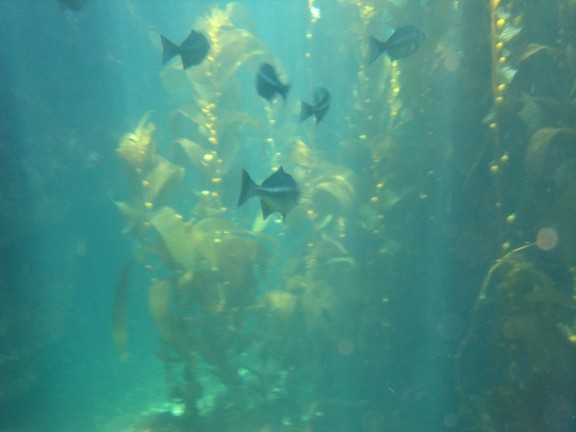 Catalina Island, CA