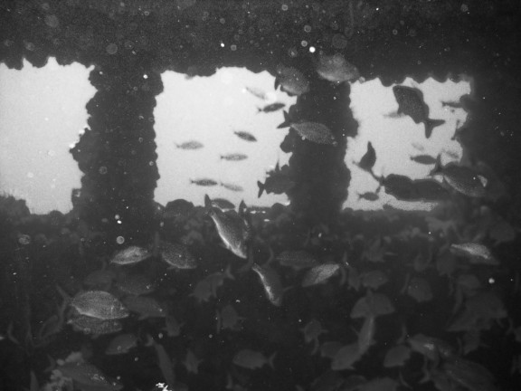 Pompano Beach, Florida - fish