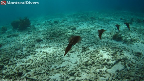 Bonaire