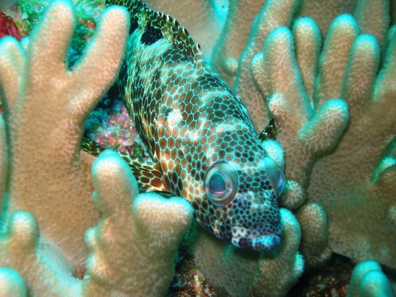 Meemu Atoll, Malediven