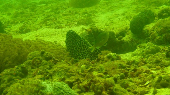 The Gulf of Oman