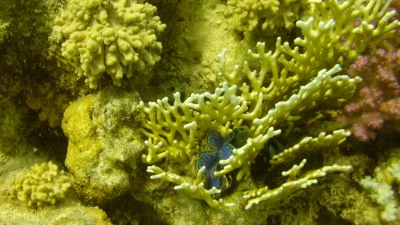 Red Sea