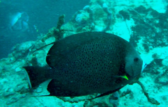 key largo