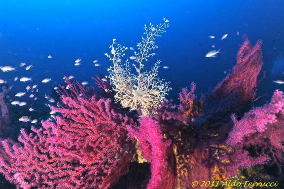 Cavalaire-sur-Mer, Francia