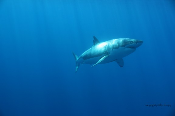 Isla Guadalupe, Mexico