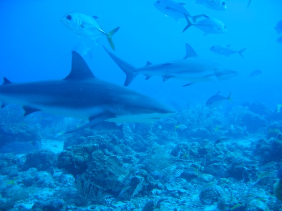 Honduras Roatan