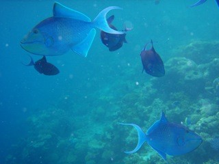 Fihalholi, Maldives