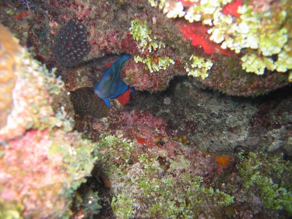 Honduras Roatan