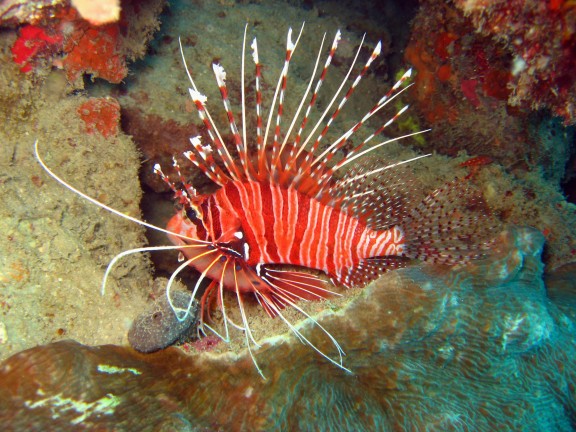 Andaman, Indien