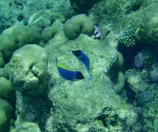 Fihalholi, Maldives