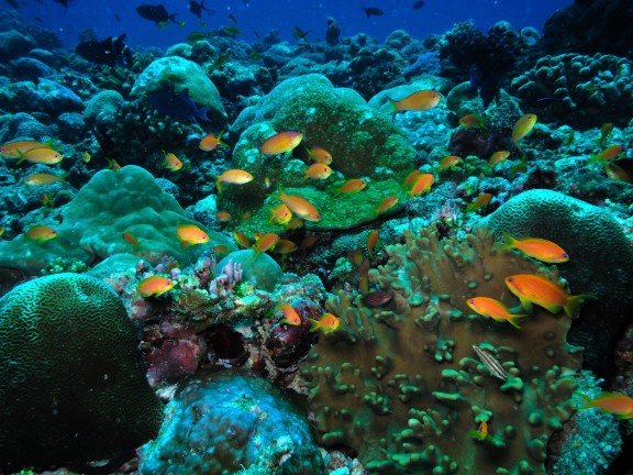 Alif Dhaal, Maldives