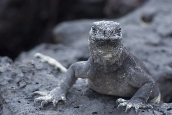 Galapagos, Ecuador