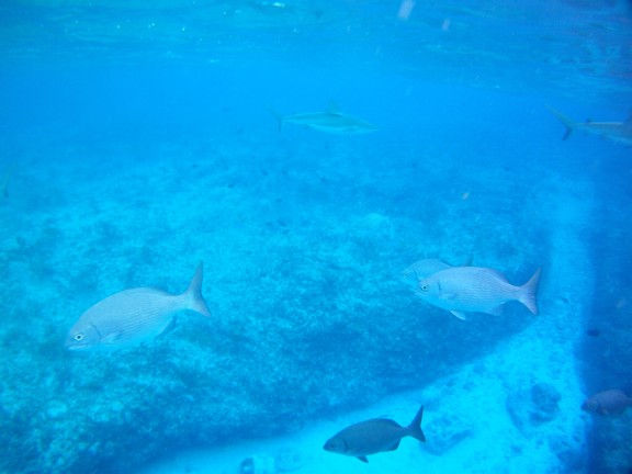 Alice Town, The Bahamas