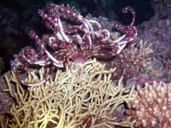 Sharm El Sheikh, Egitto