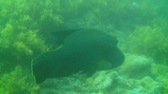Red Sea
