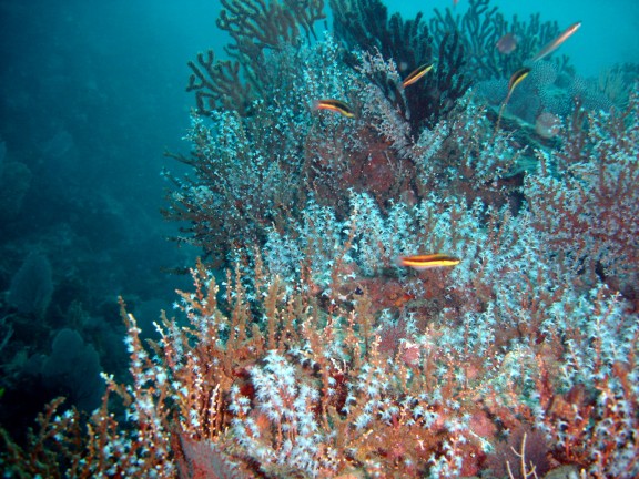 parguera - cabo corrientes
