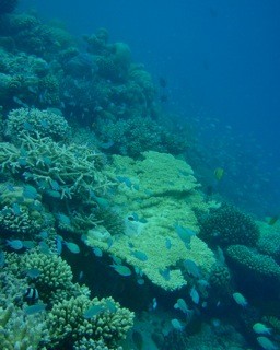 Fihalholi, Maldives