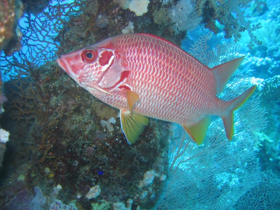 egitto sharm