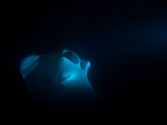 Kailua-Kona, United States