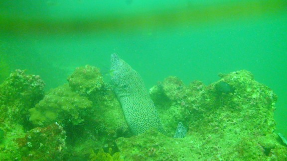 The Gulf of Oman