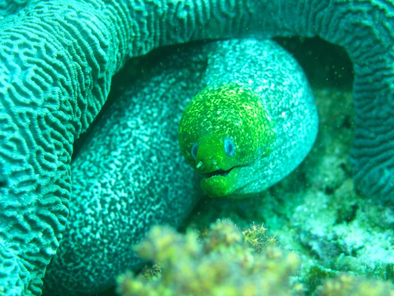 Omán