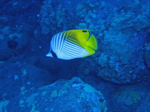 Kona HAWAII