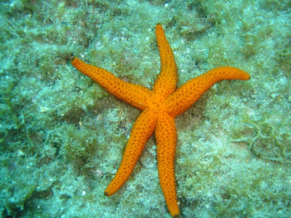Torroella de Montgrí, España