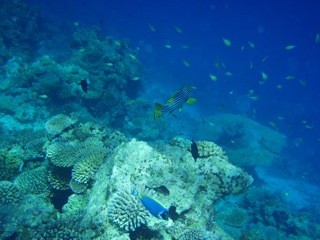 Guraidhoo, Maldives