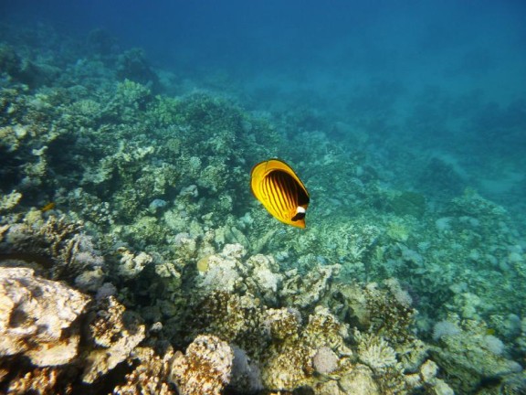 Dahab, Egypt - fish