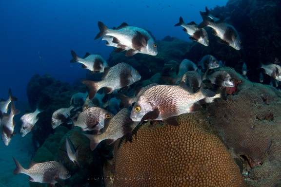 Fernando de Noronha (Distrito Estadual), Brasil
