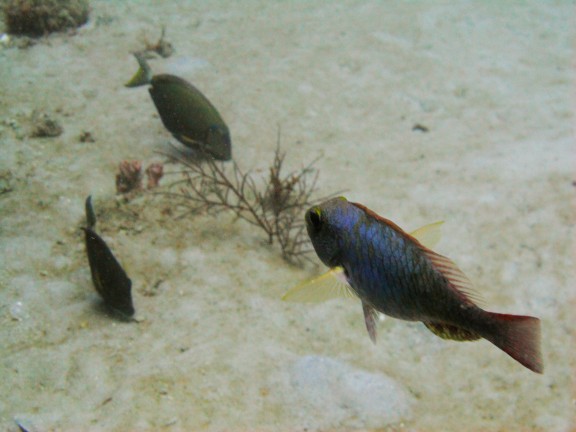 West Palm Beach, United States - fish