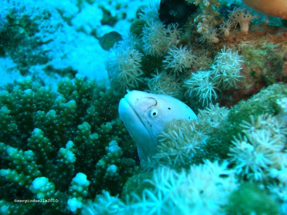 Sharm El Sheikh, Egitto
