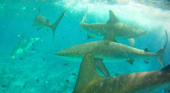 Alice Town, The Bahamas