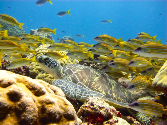 Koror, Palau