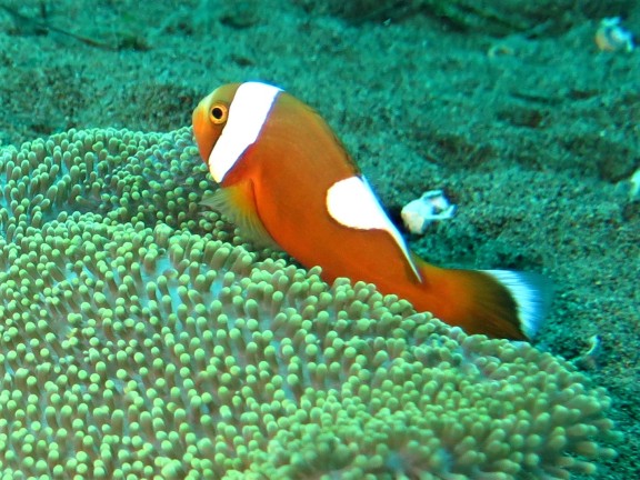 Dauin, Philippinen