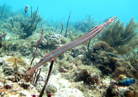 Bayahibe, Dominikanische Republik