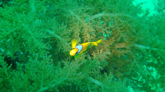 Red Sea