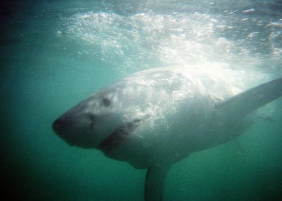 Van Dyks Bay, South Africa