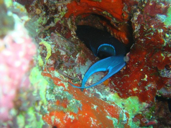 Biyadhoo