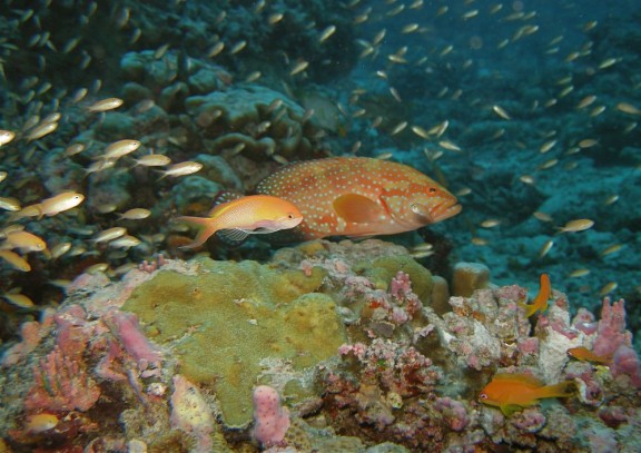 Seychelles