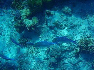 Guraidhoo, Maldives