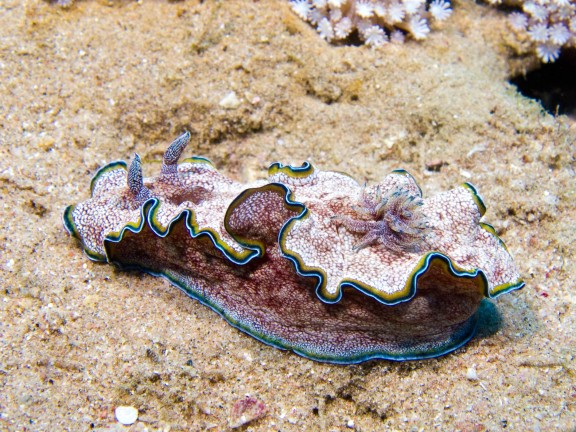 Aqaba, Jordan