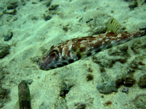 Fuerteventura