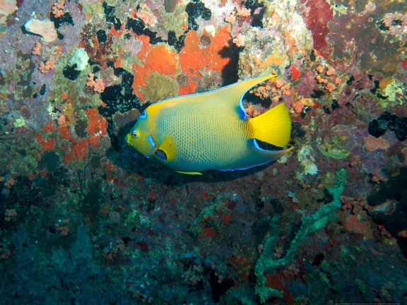 Kralendijk, Caribbean Netherlands