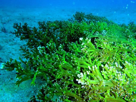 port blair, india